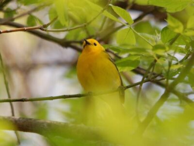 Everything you need to know about the Biggest Week in American Birding