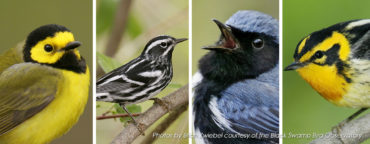 birds-hero-photosbyBrianZwiebel