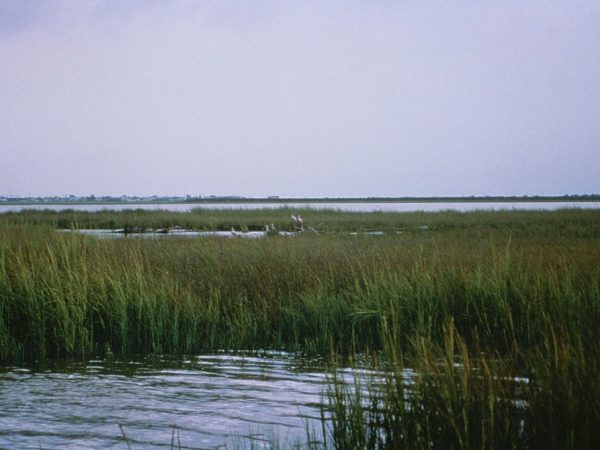 Photo courtesy of U.S. Fish and Wildlife Service via Wikimedia