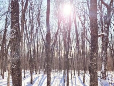 Azhigwa Zhiiwaagamiziganike or She Makes Maple Sugar Right Now