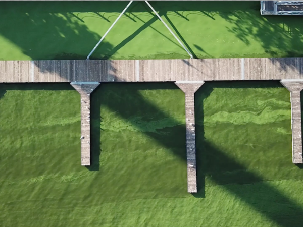 Black swap Lake Erie