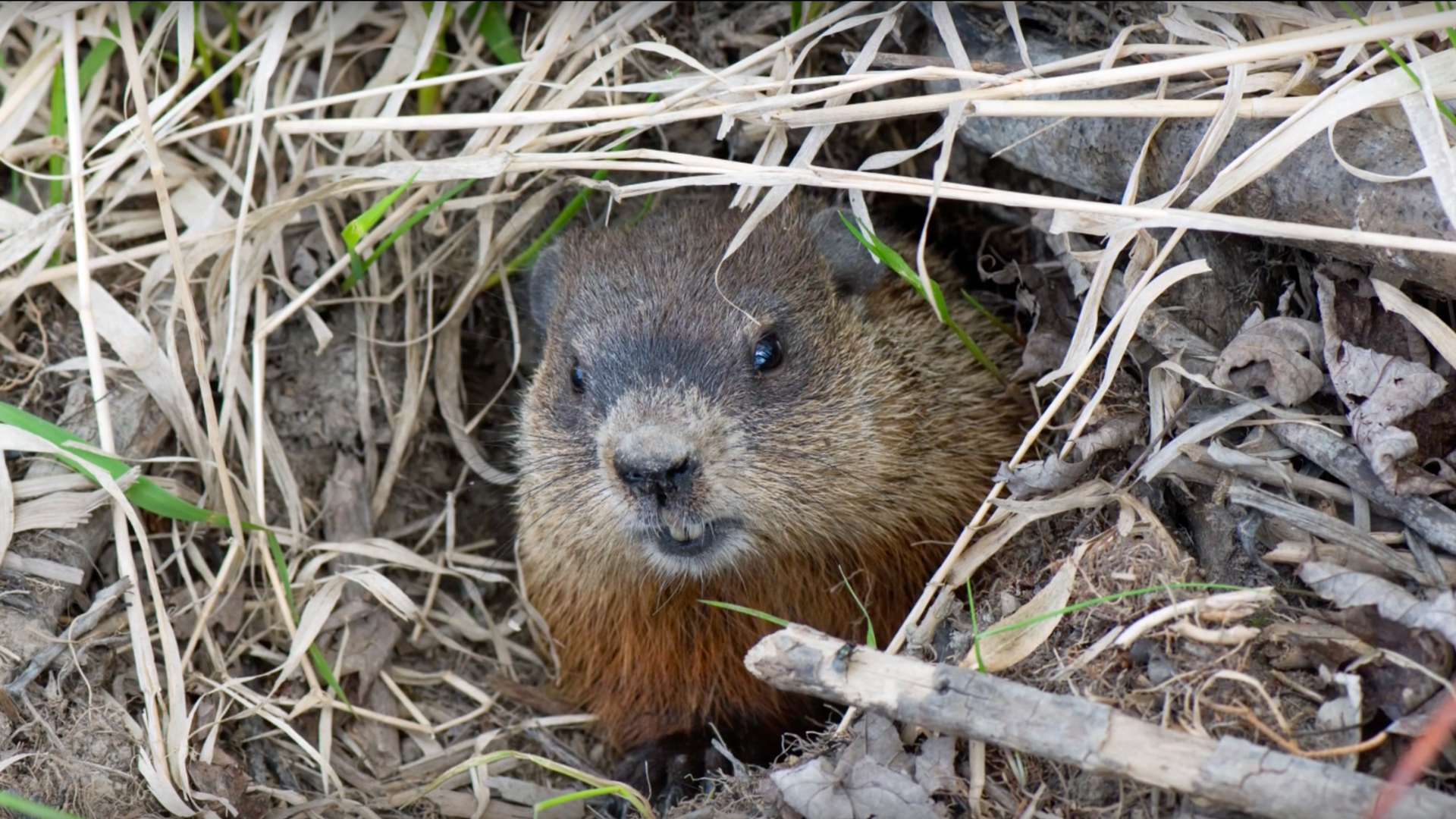 Great Lakes Now Virtual Field Trip